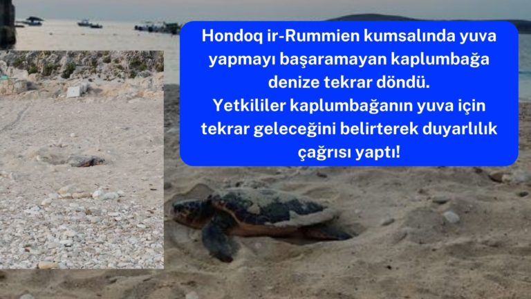 “Yuvasını yapamayan kaplumbağa kumsala tekrar dönecek”