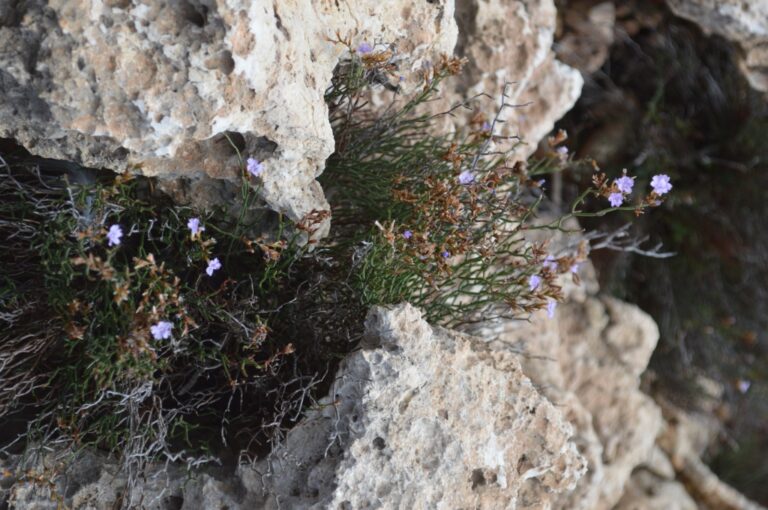 Malta’da Keşfedilen Yeni Çiçekli Bitki: Limonium Lanfrancoi