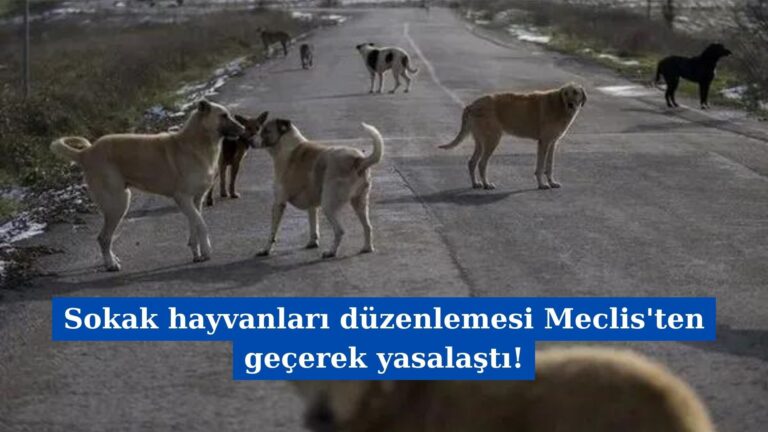 Sokak hayvanları düzenlemesi Meclis’ten geçerek yasalaştı!