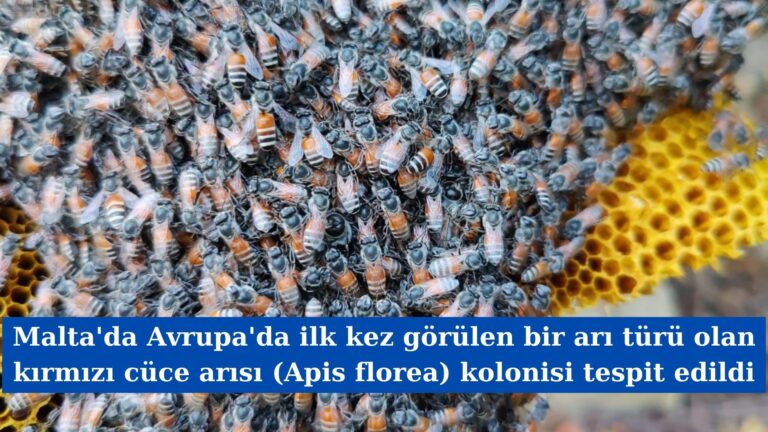 Malta’da Avrupa’da ilk kez görülen bir arı türü olan kırmızı cüce arısı (Apis florea) kolonisi tespit edildi