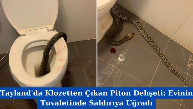 Tayland’da Klozetten Çıkan Piton Dehşeti: Evinin Tuvaletinde Saldırıya Uğradı