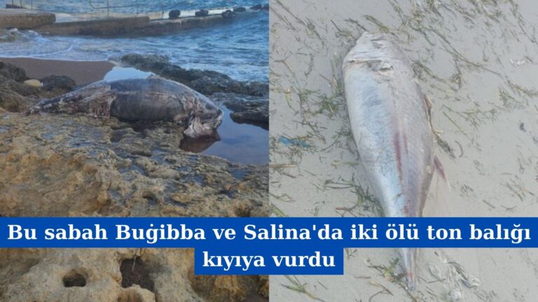 Bu sabah Buġibba ve Salina’da iki ölü ton balığı kıyıya vurdu