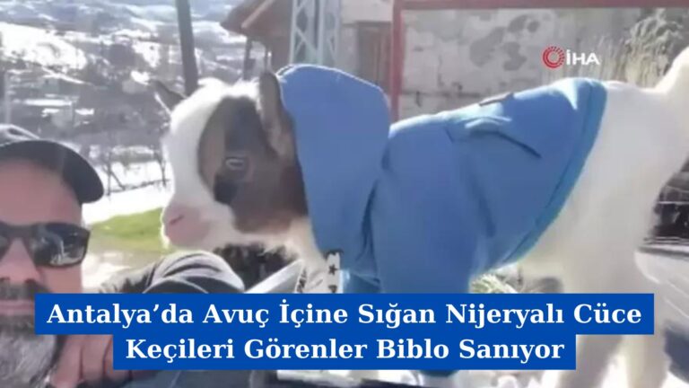 Antalya’da Avuç İçine Sığan Nijeryalı Cüce Keçileri Görenler Biblo Sanıyor