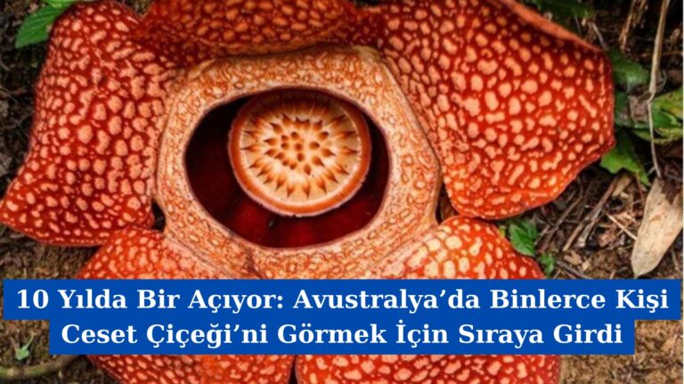 10 Yılda Bir Açıyor: Avustralya’da Binlerce Kişi Ceset Çiçeği’ni Görmek İçin Sıraya Girdi